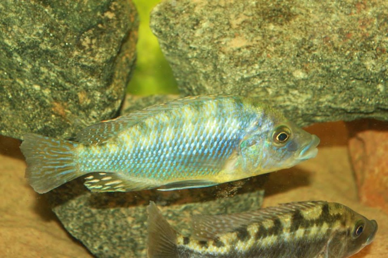 Protomelas sp. 'mbenji thick-lip' Mbenji Island